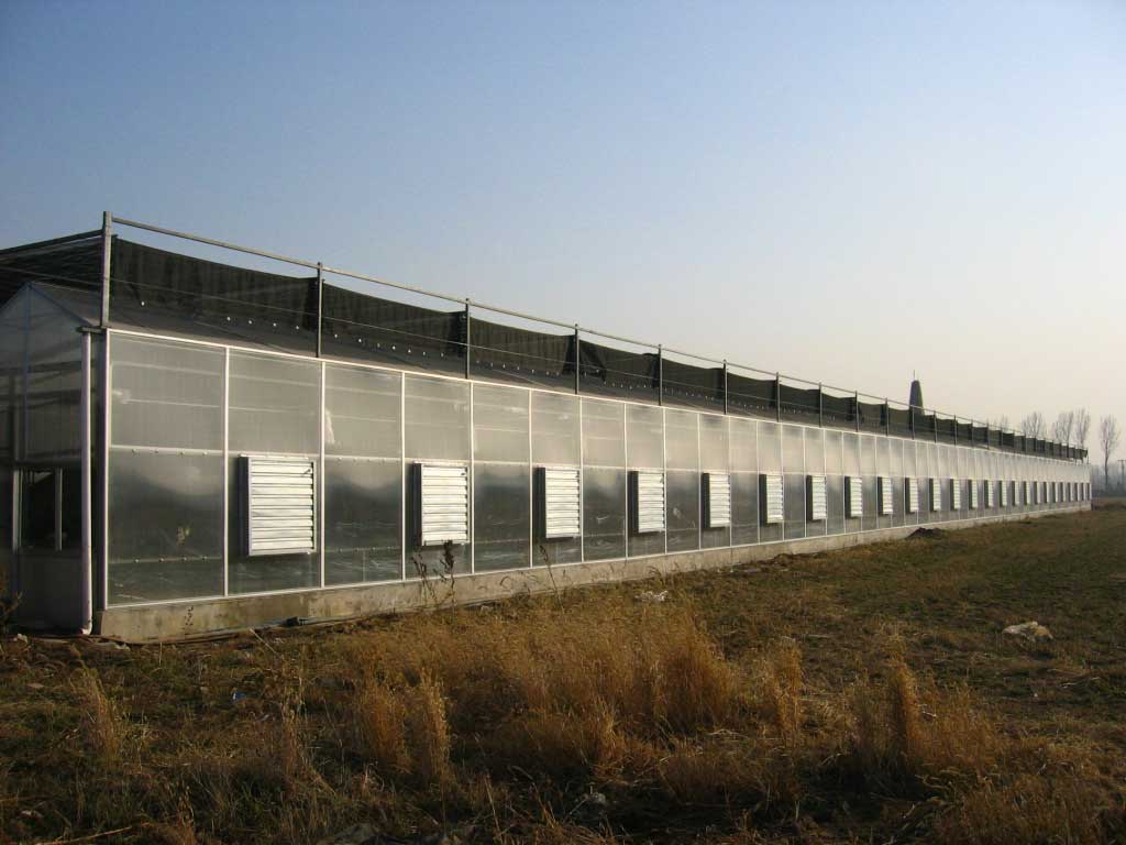 Vista angular amplia del proyecto de invernaderos del Pueblo de Horno Baihe de Flores de Pekín, con una fila de invernaderos construidos con paneles de policarbonato transparente de doble pared de 8 mm, iluminados por la luz del atardecer