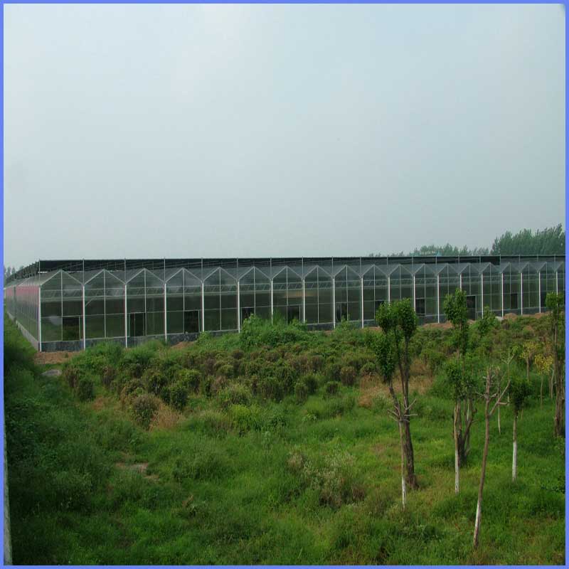 Exterior de invernadero con paneles de policarbonato GOODLIFE de 8 mm